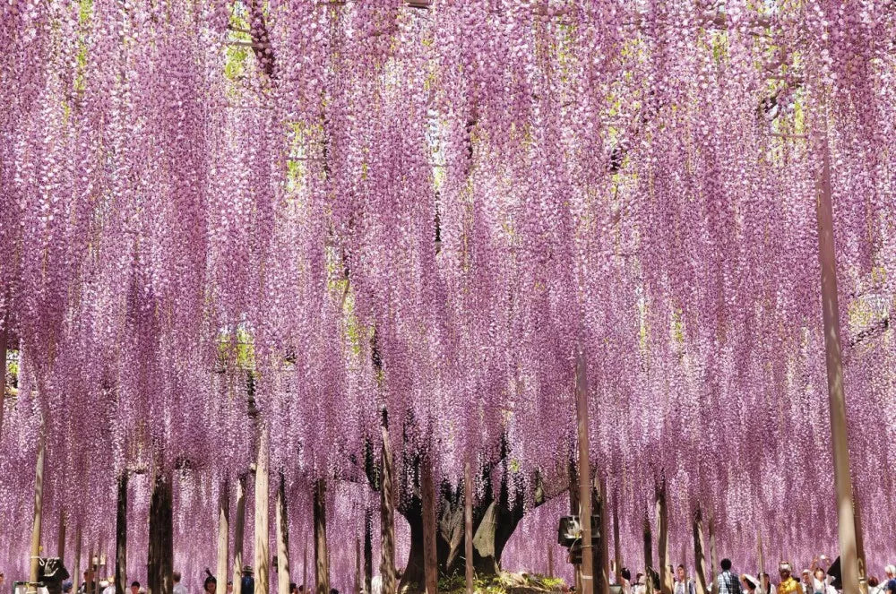 Blooming Wisteria