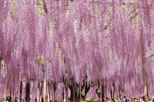 Blooming Wisteria