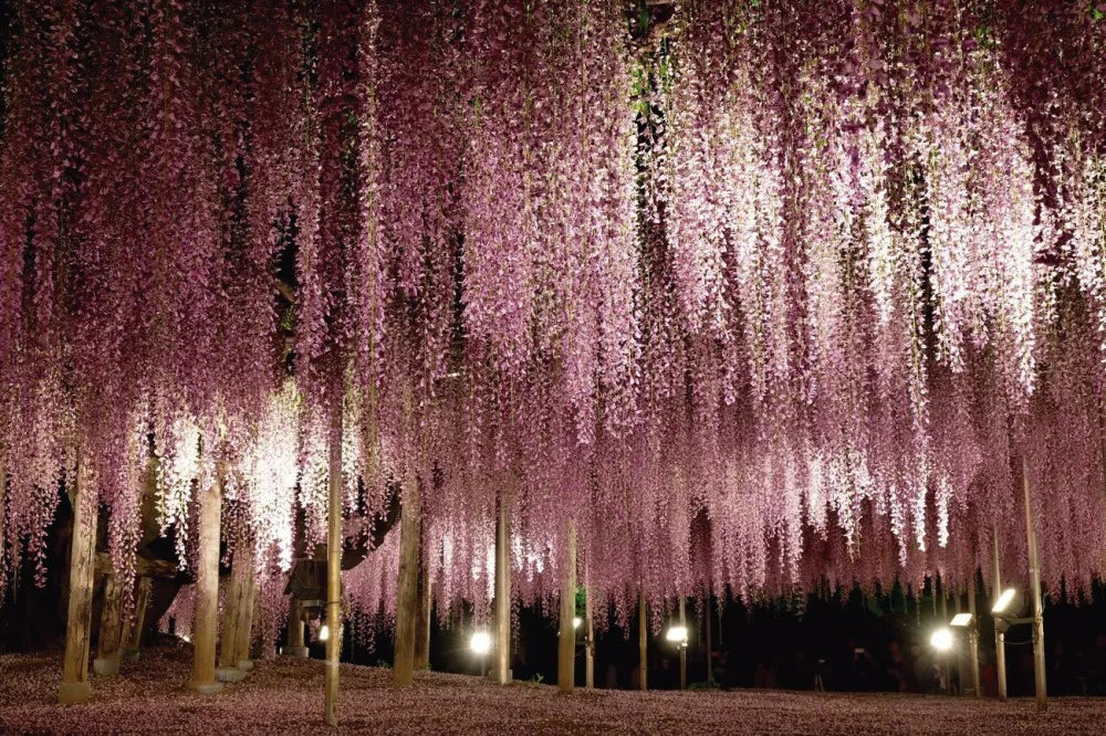 Blooming Wisteria