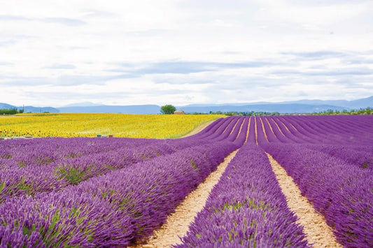 Lavender fields