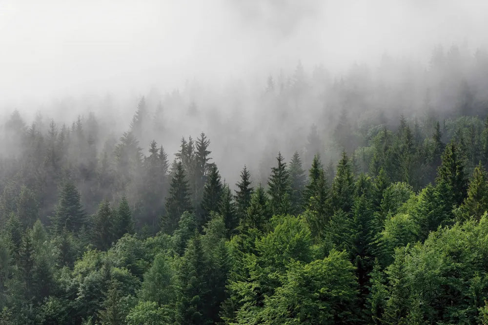 Fog over the forest