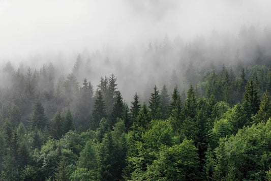 Fog over the forest