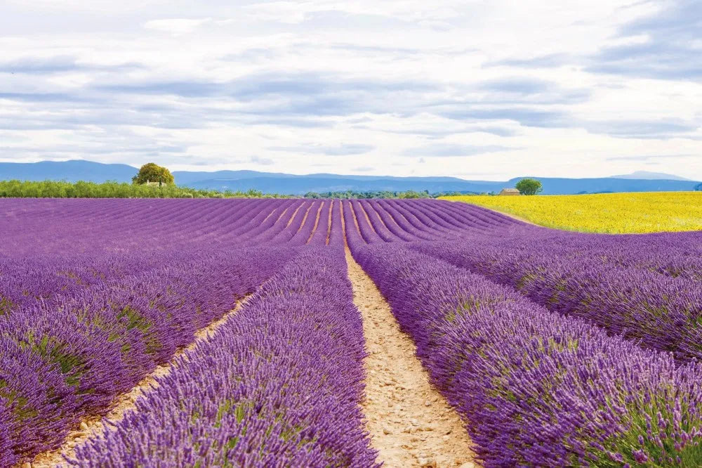 Lavender Field