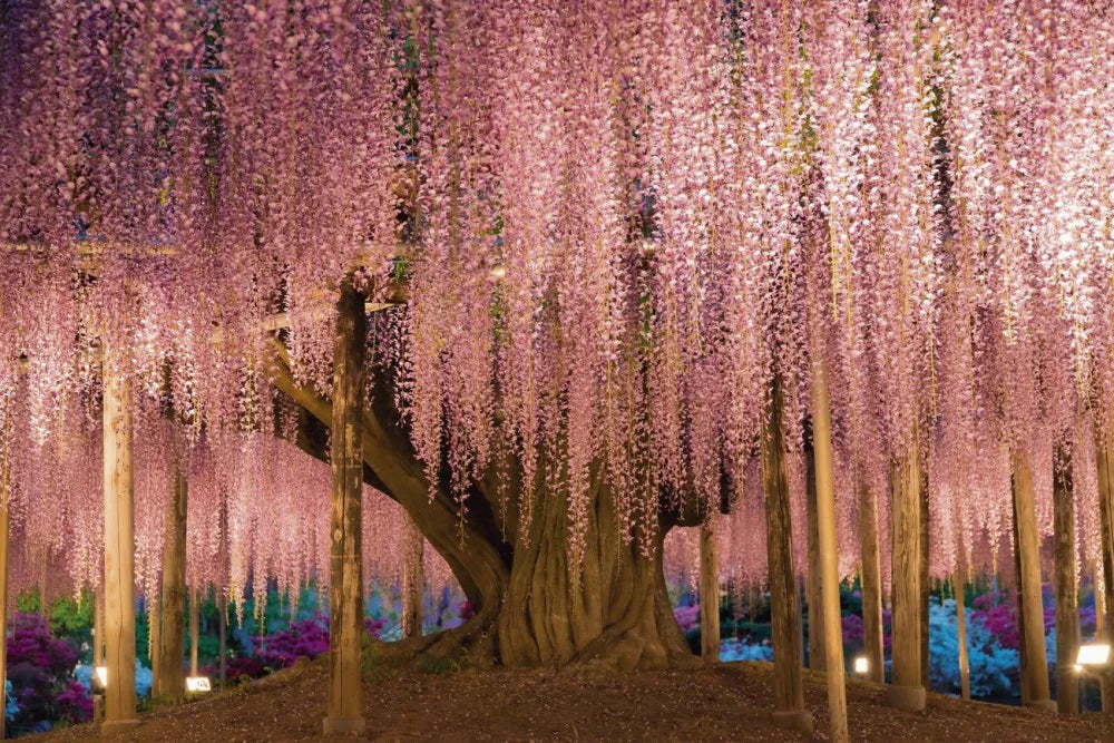 Blooming Wisteria