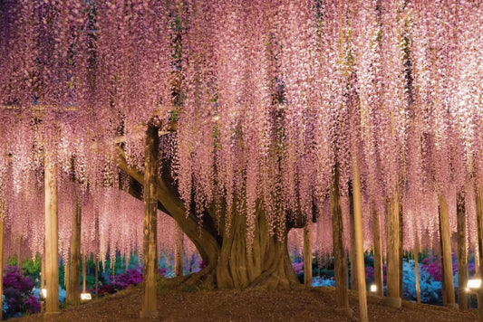 Blooming Wisteria