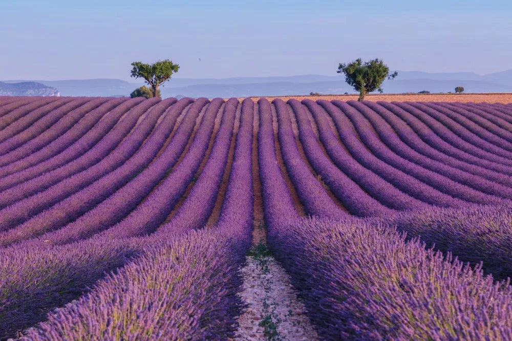 Lavender Field