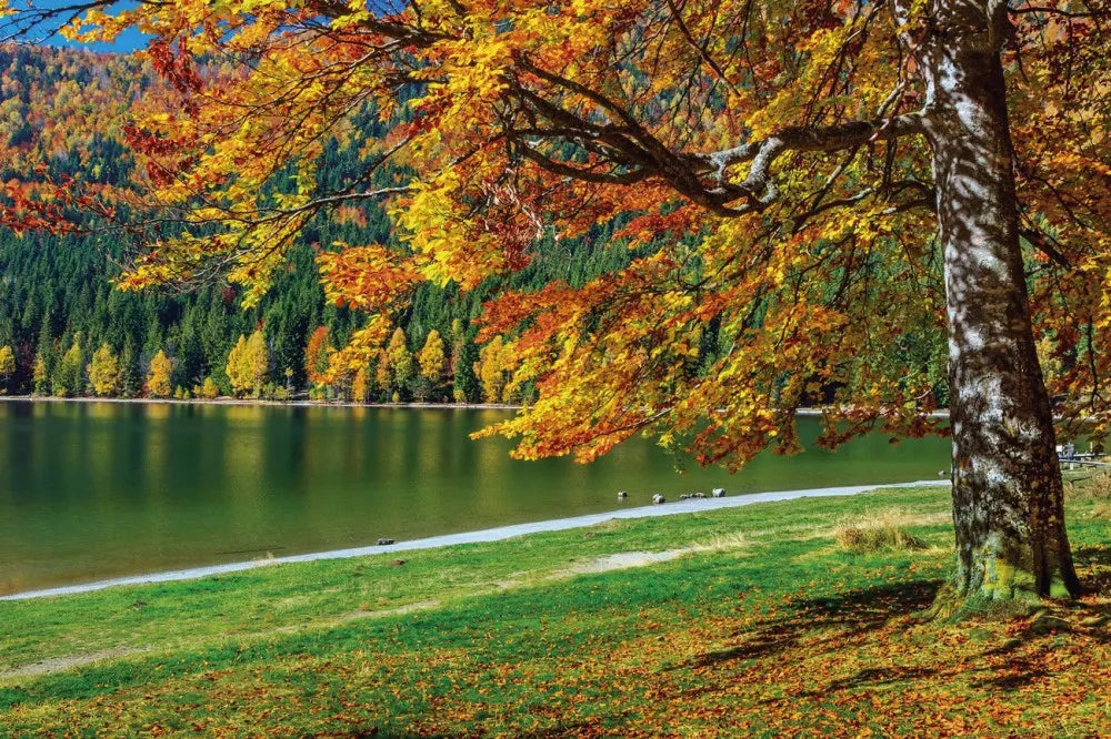 The lake in the Park