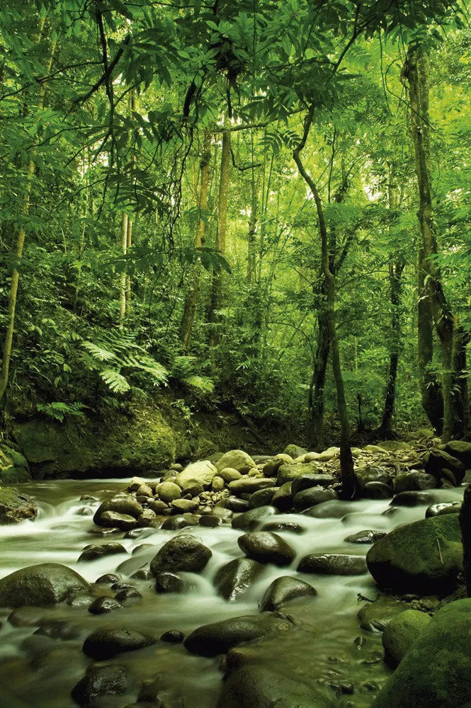 Jungle