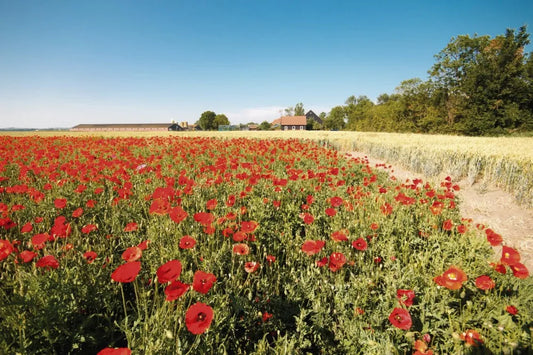 Field Of Poppies