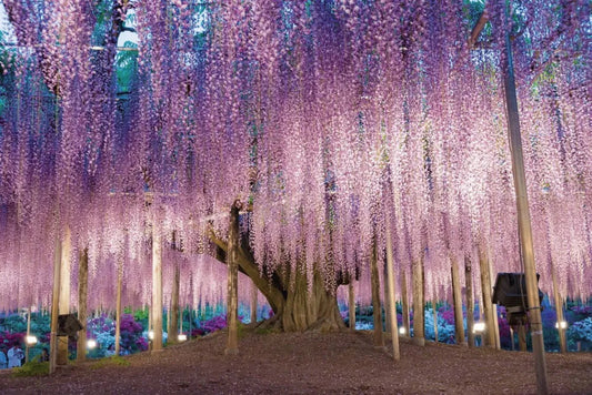 Blooming Wisteria
