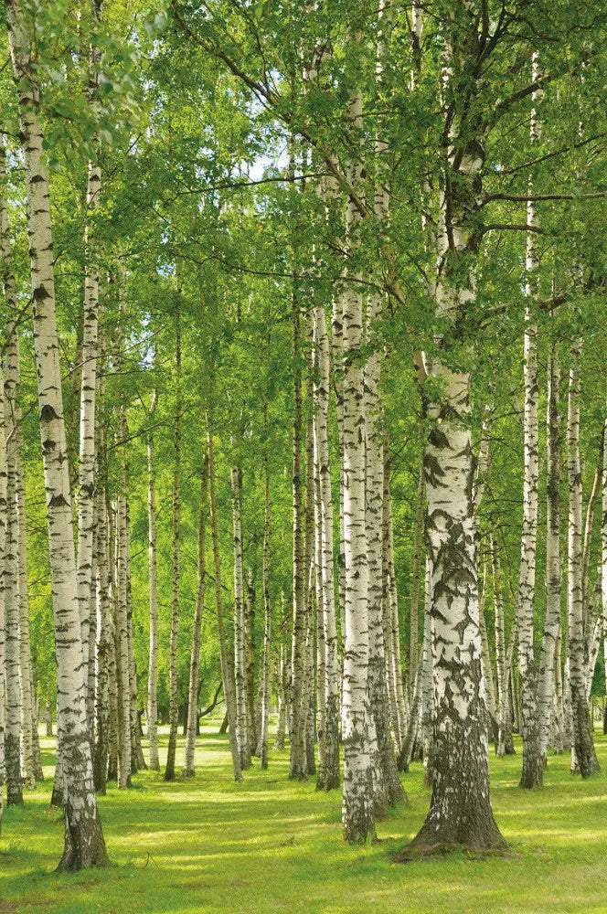 Birch grove