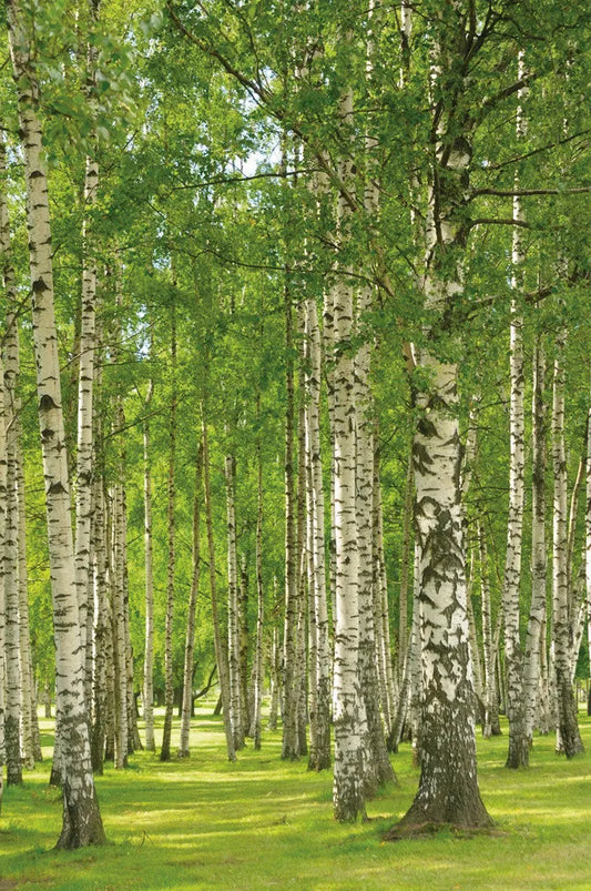 Birch grove