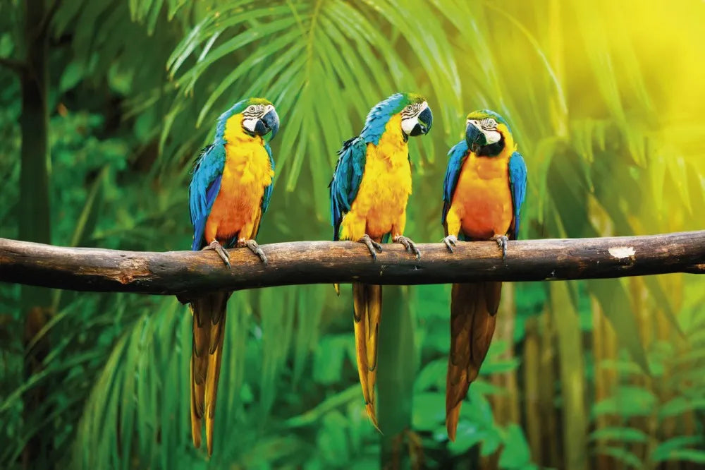 Macaw Parrot