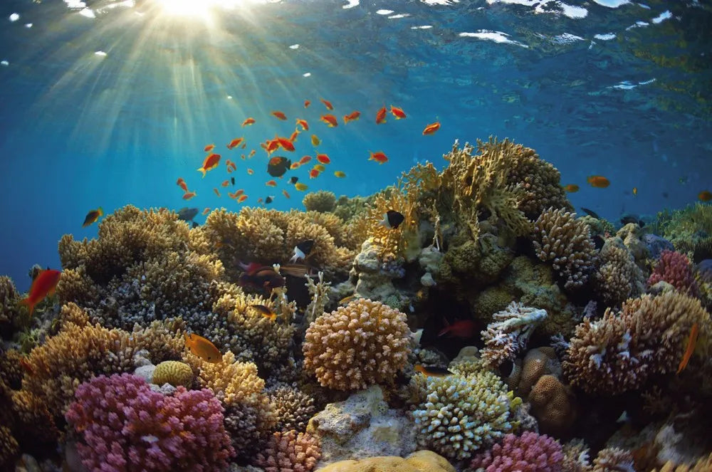 Fish and corals