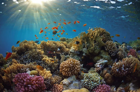 Fish and corals