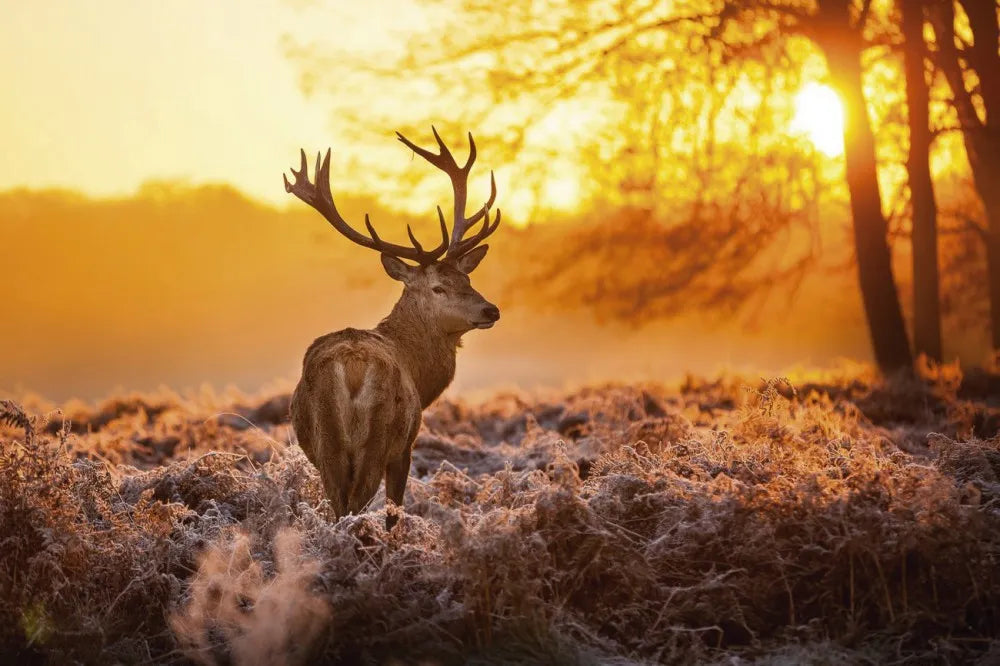 Deer