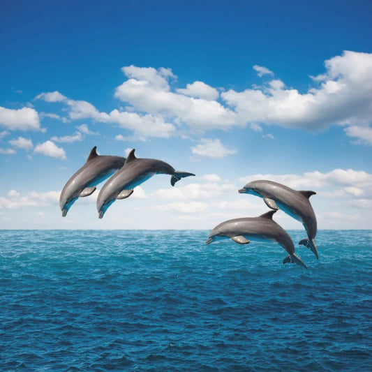 Dolphins