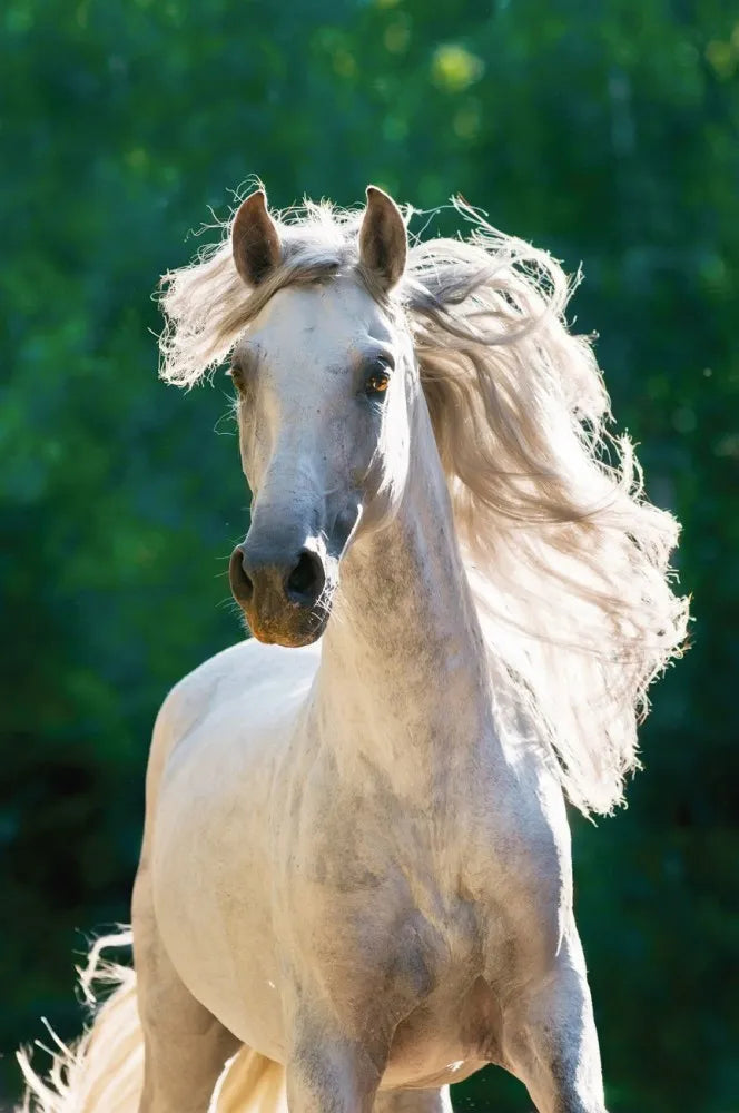 White horse