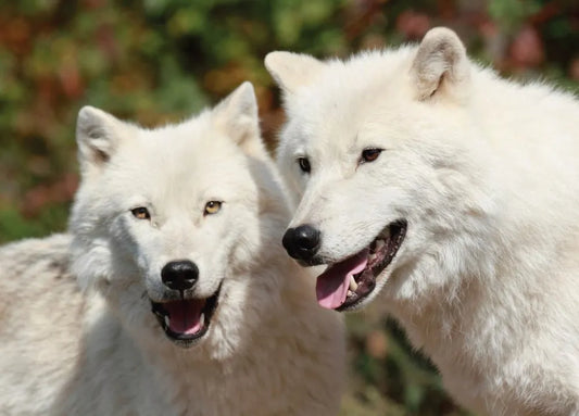 Polar wolf