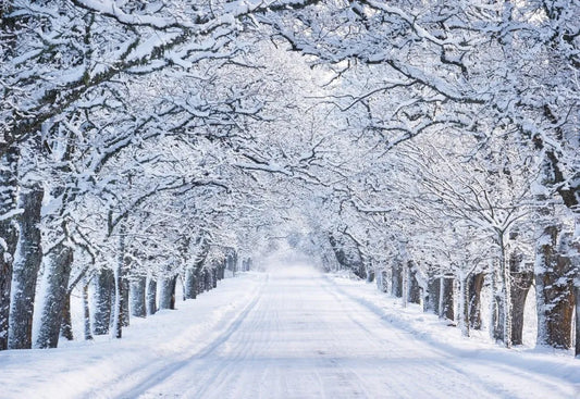 Road in winter forest