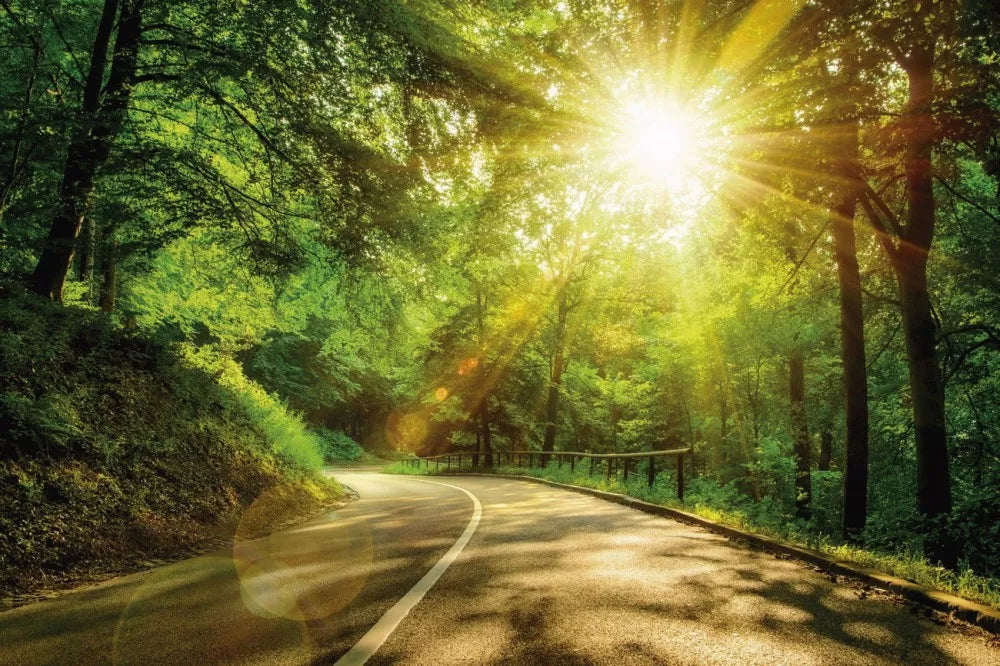 Road in the forest