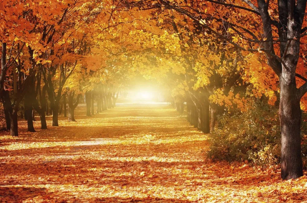 Autumn forest