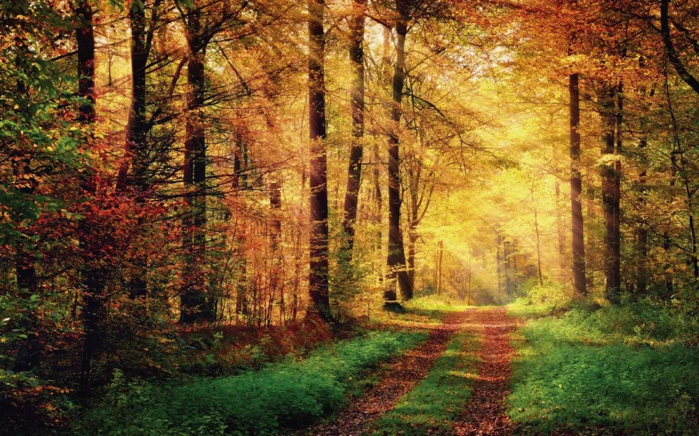 Autumn forest