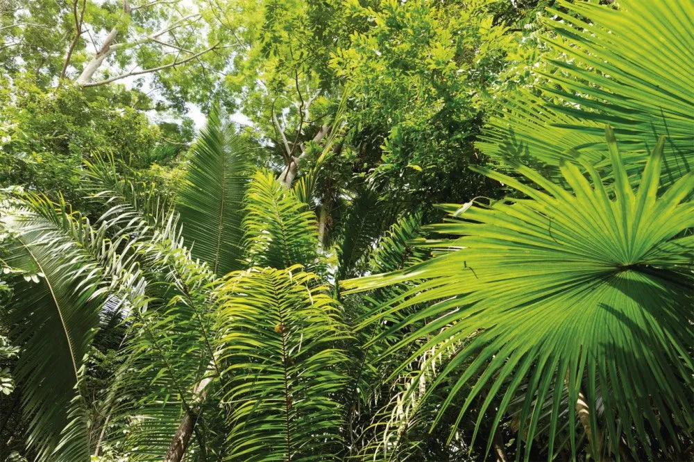 Jungle