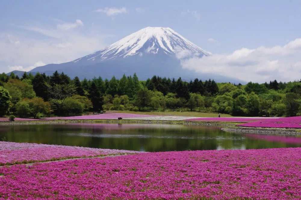 Floral field near the mountain