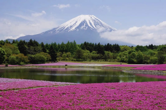 Floral field near the mountain