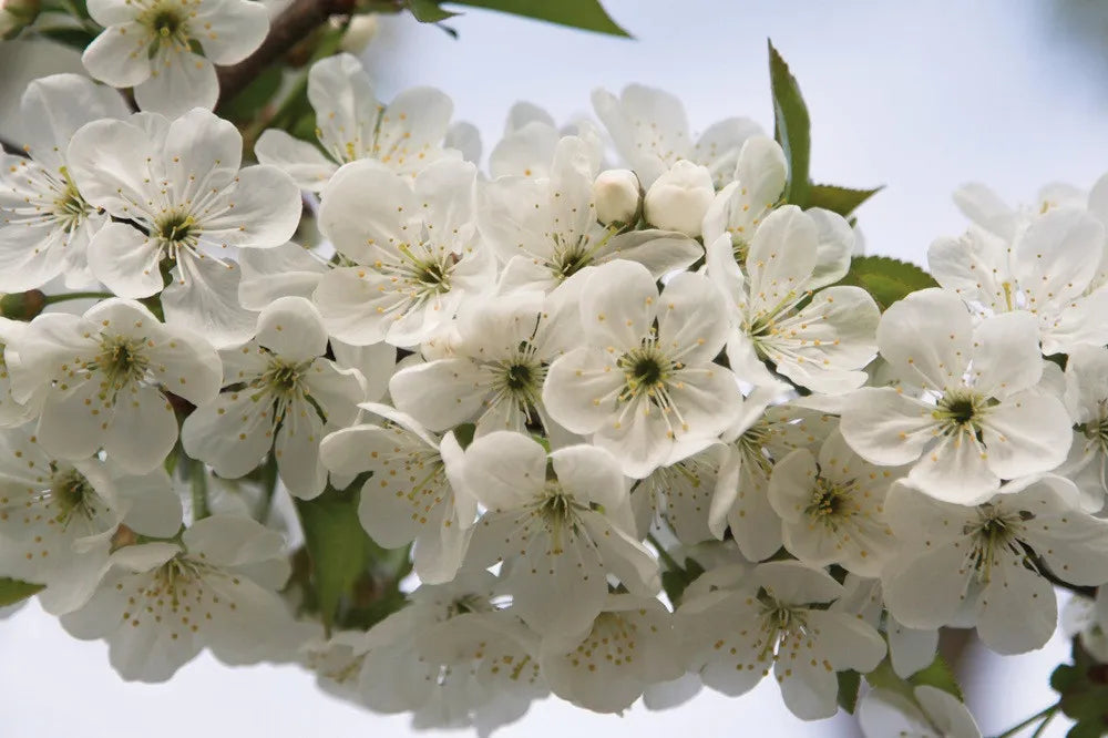 Cherry blossom