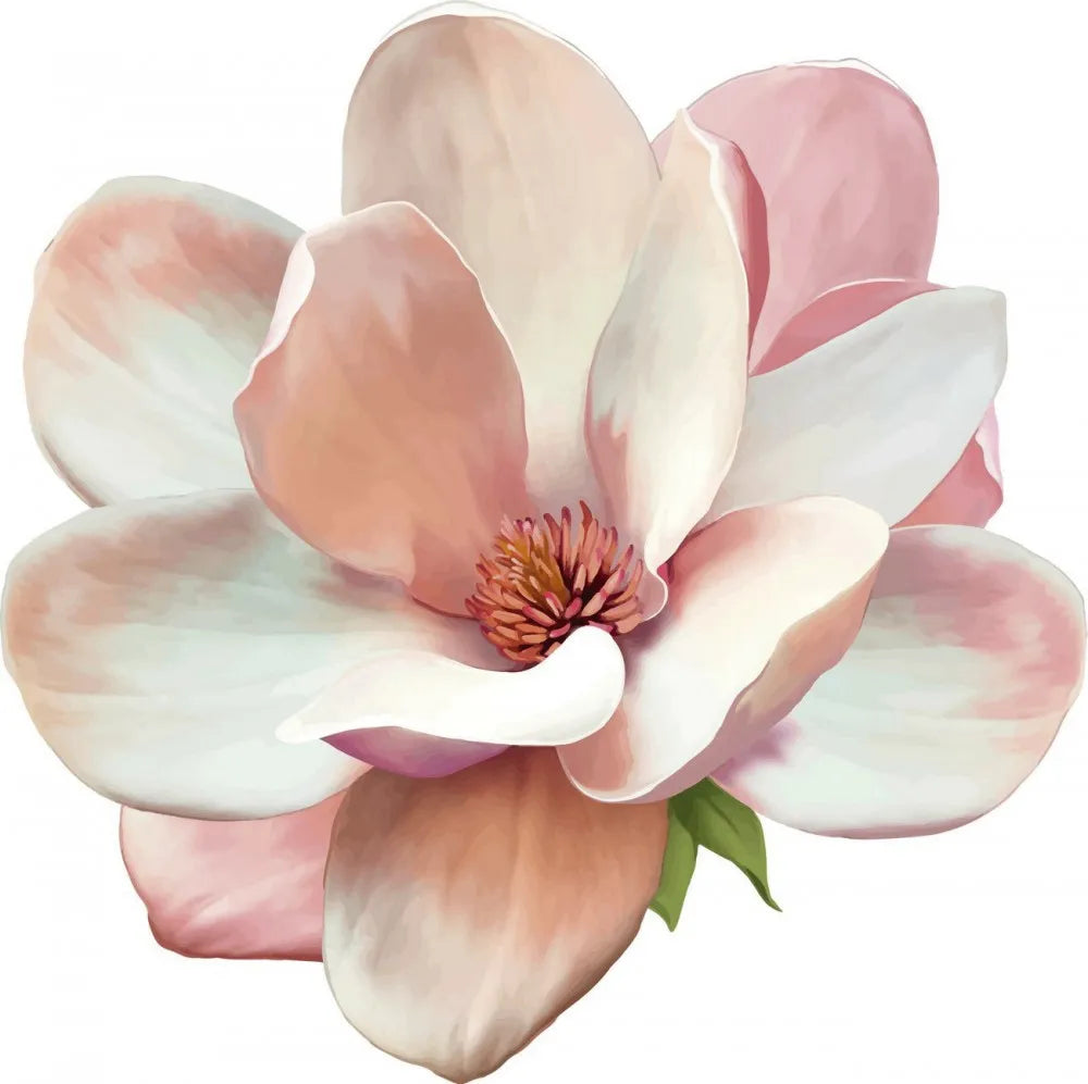 Magnolia