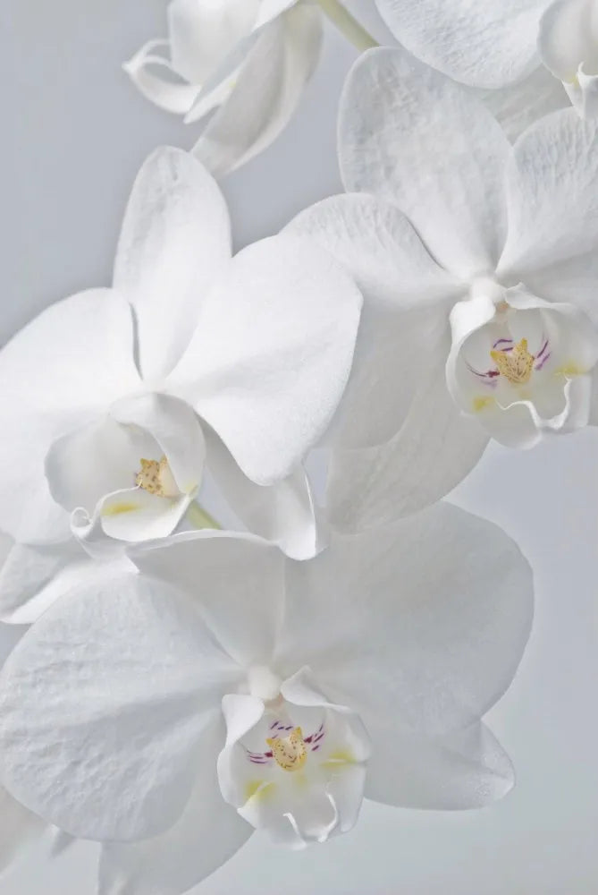 White Orchid