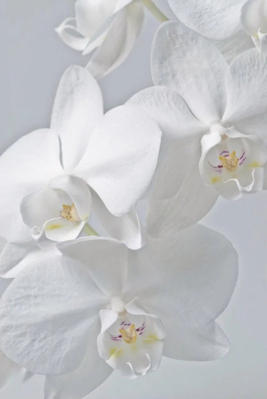 White Orchid