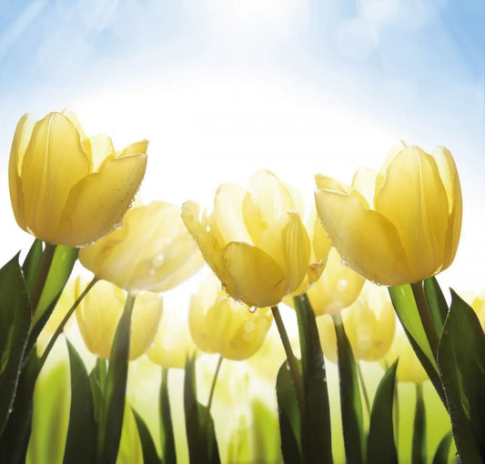 Tulips