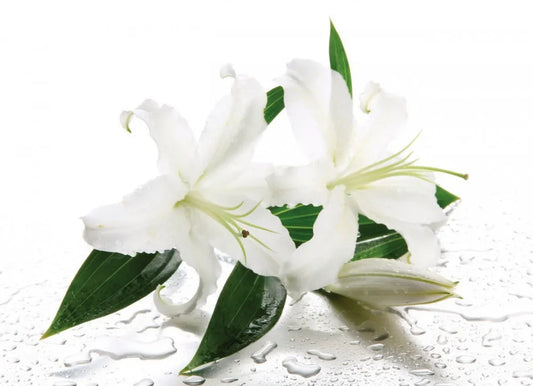 White lilies