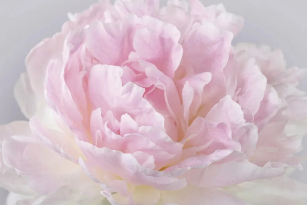 Pink peony