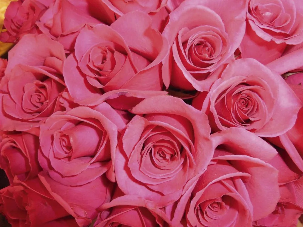 Roses