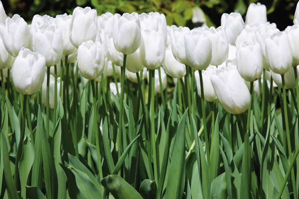Tulips