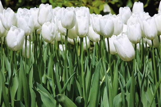 Tulips
