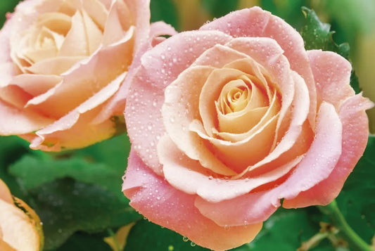 Roses