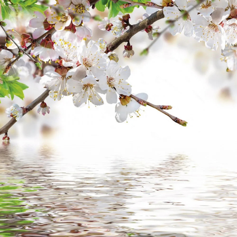Blossoming apricot