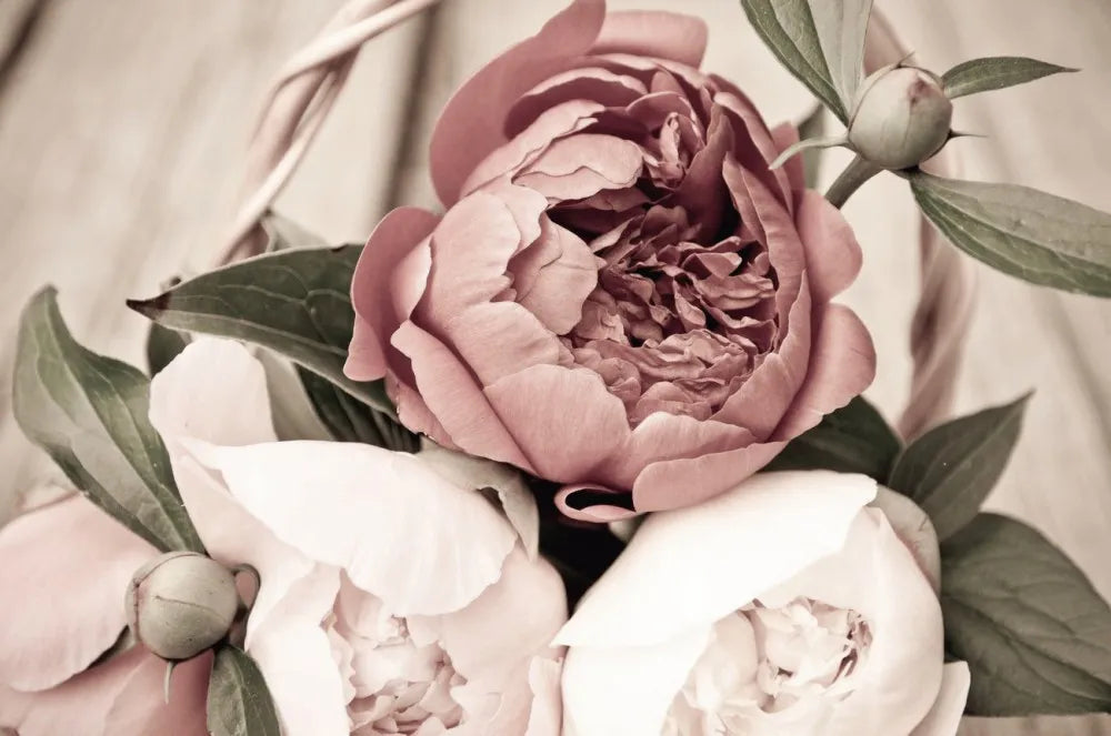 Peonies