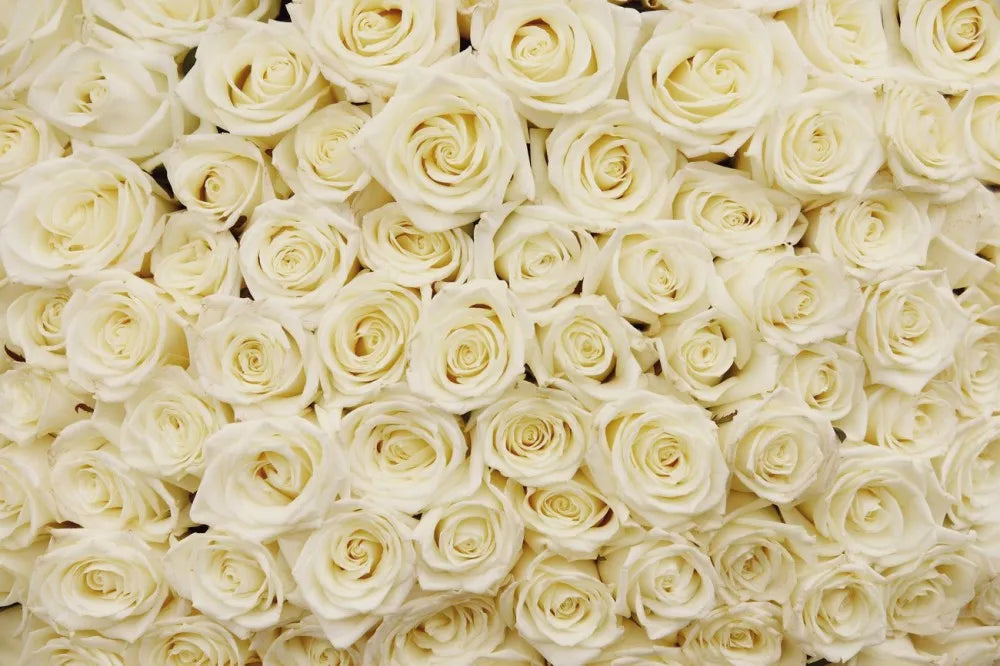 Roses