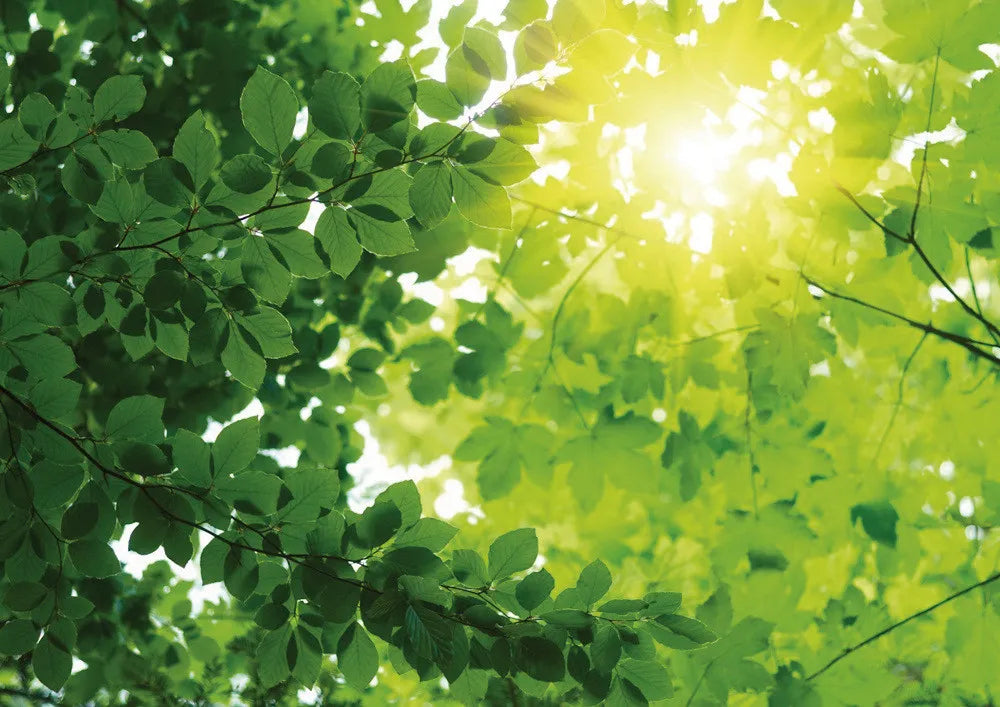 Leaves