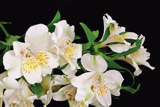 Peruvian Madonna Lily