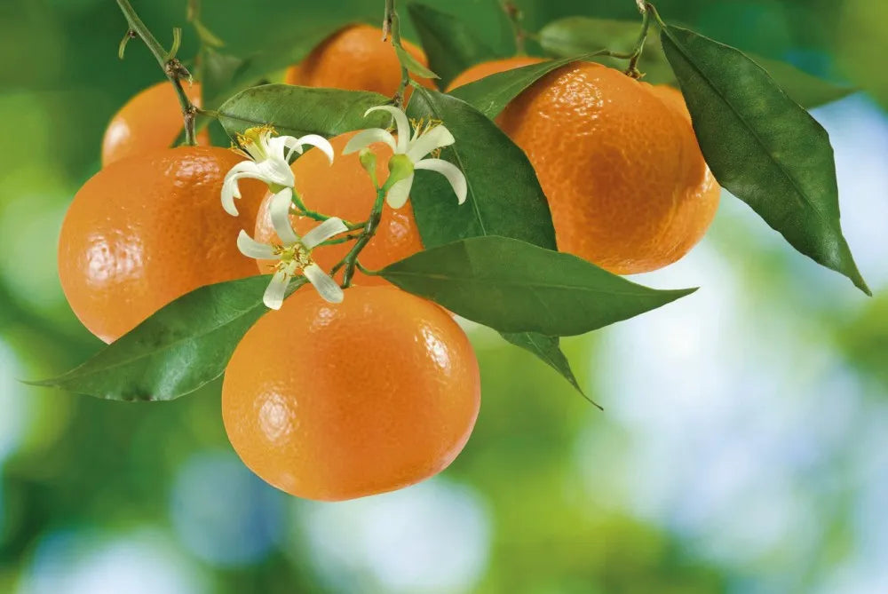 Mandarin