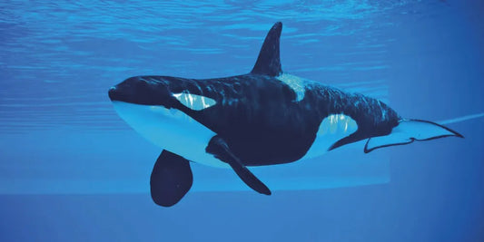 Whale