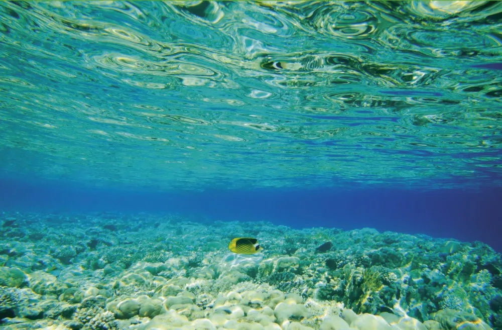 Underwater world
