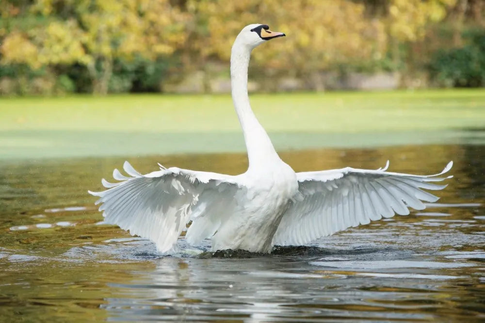 Swan